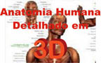 Anatomia 3D